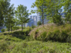 Ferns and greenery in Jinan Ribbon Park